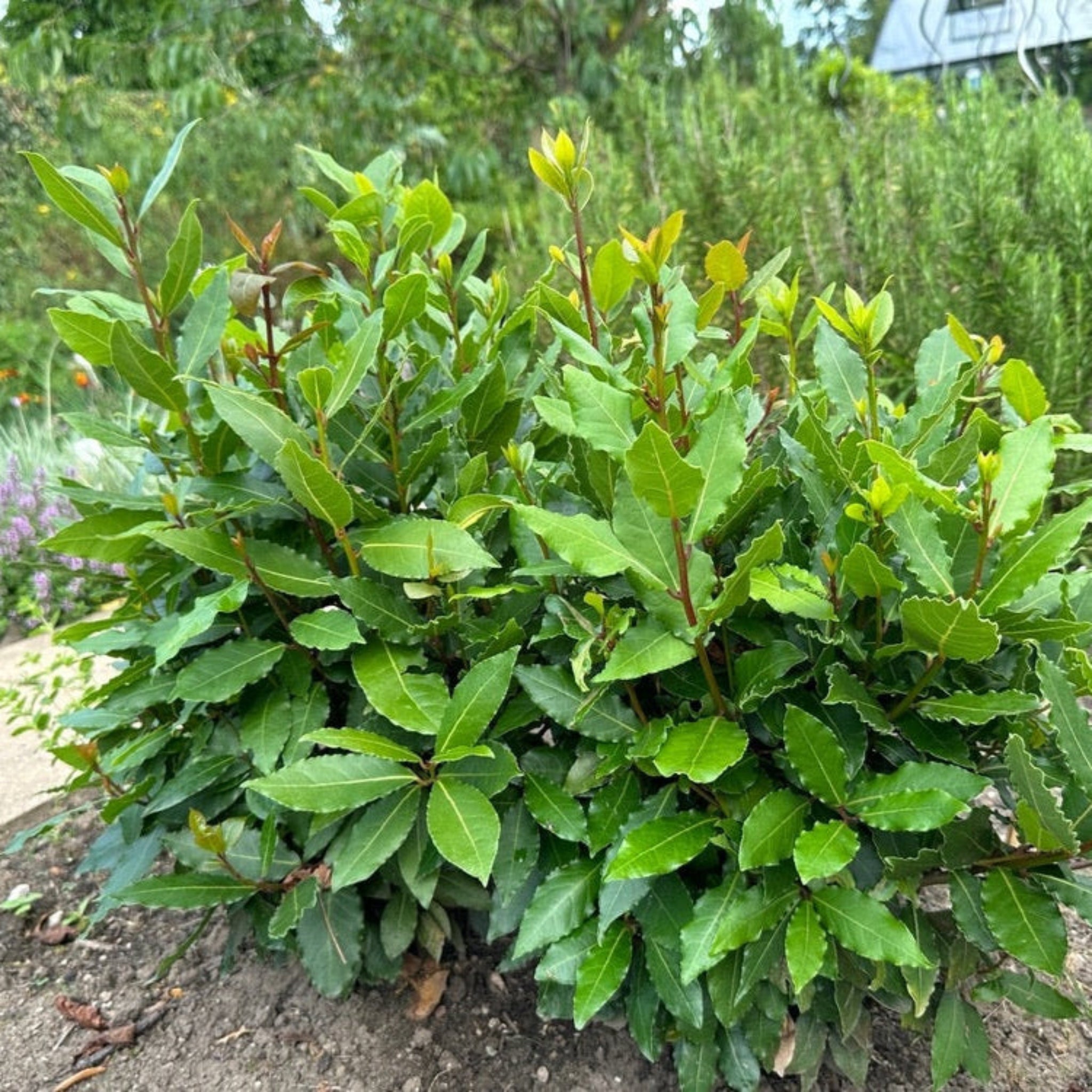 Defne Ağacı (Bay Laurel)