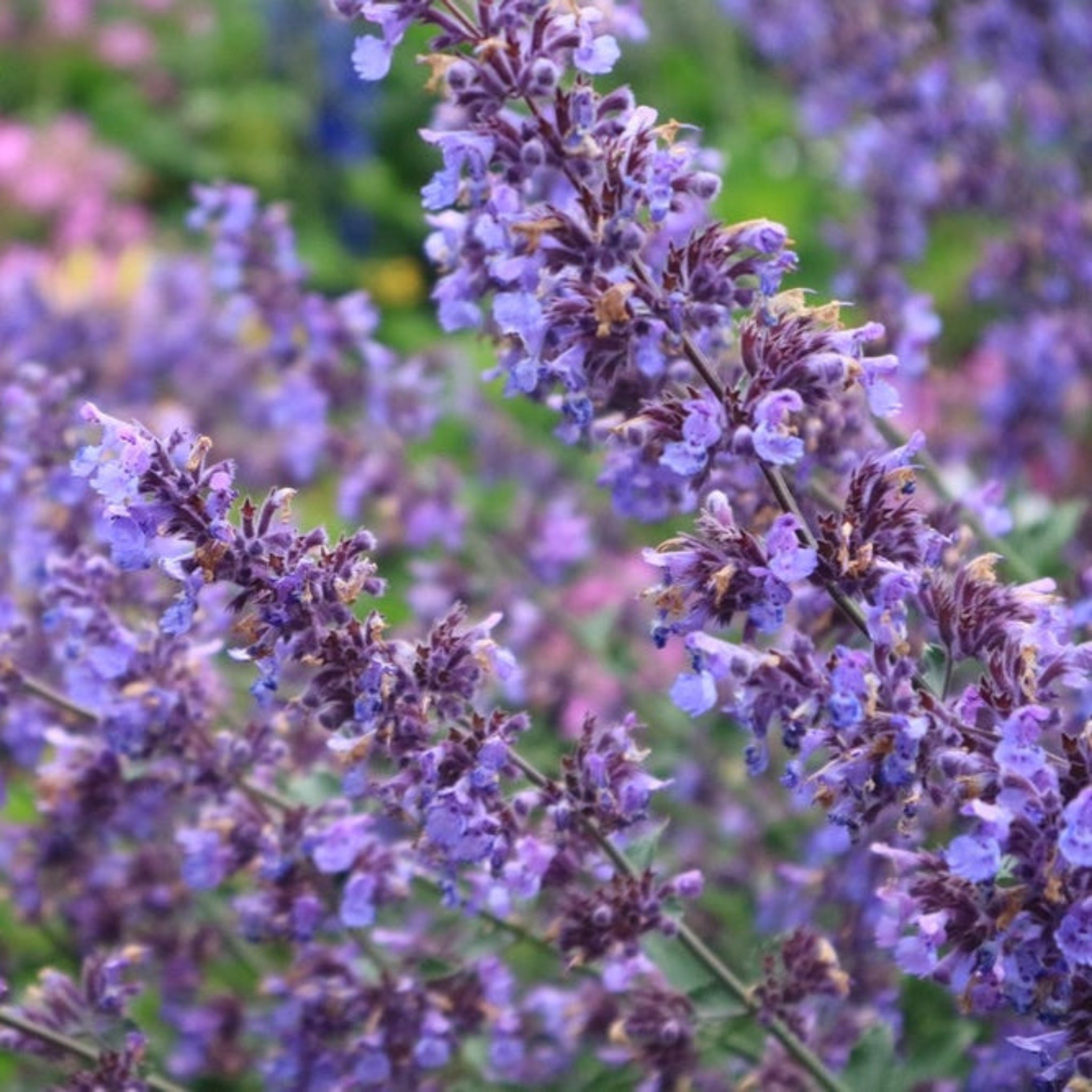 Picture Purrfect Kedi Nanesi (Catmint)