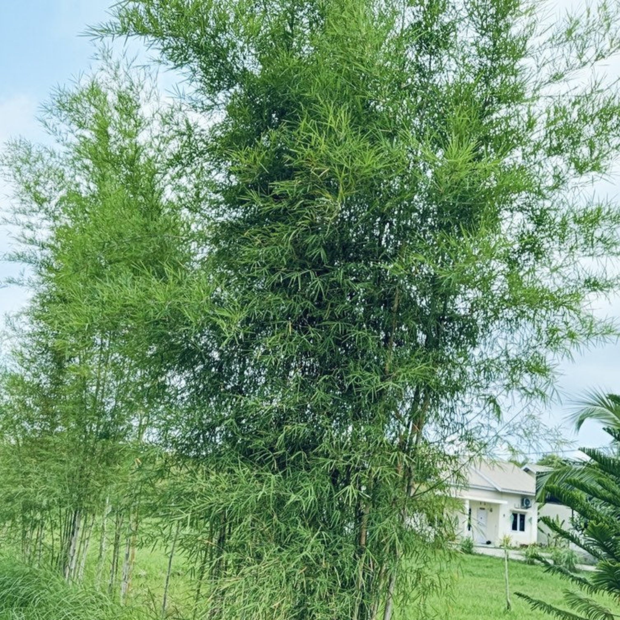 Maculata Bambu