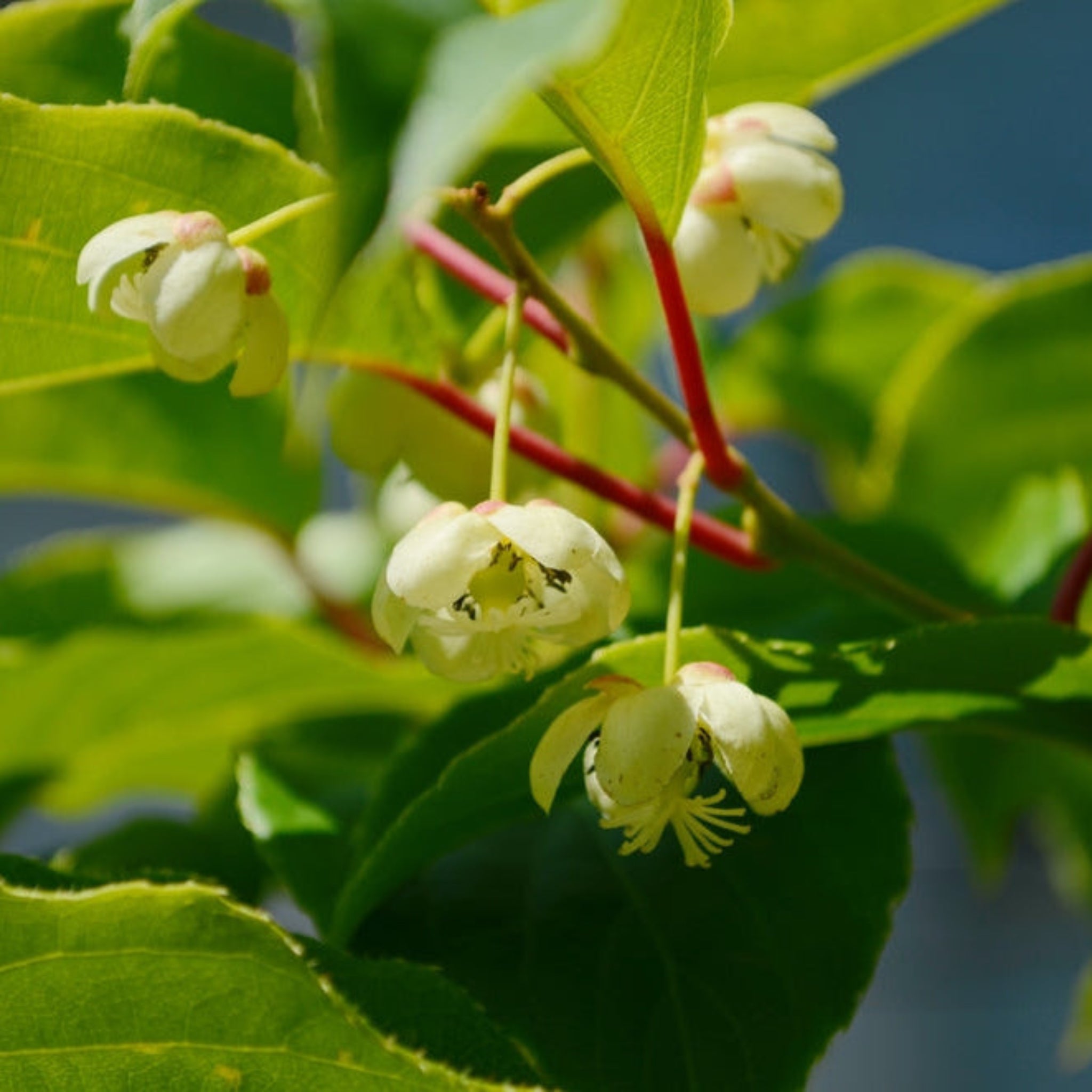 Kiwi - Prolific (Kendinden Verimli)