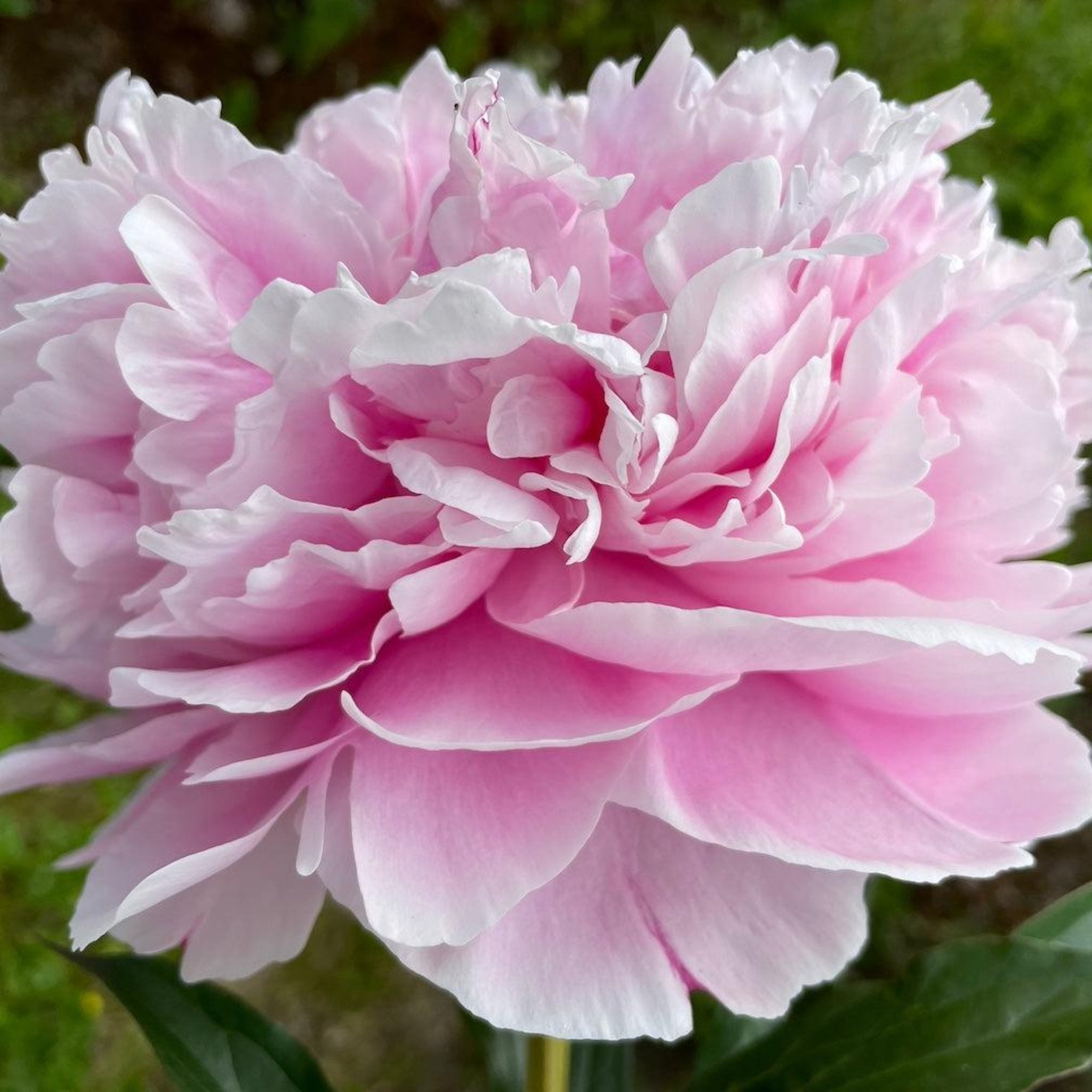 Sarah Bernhardt Şakayık
