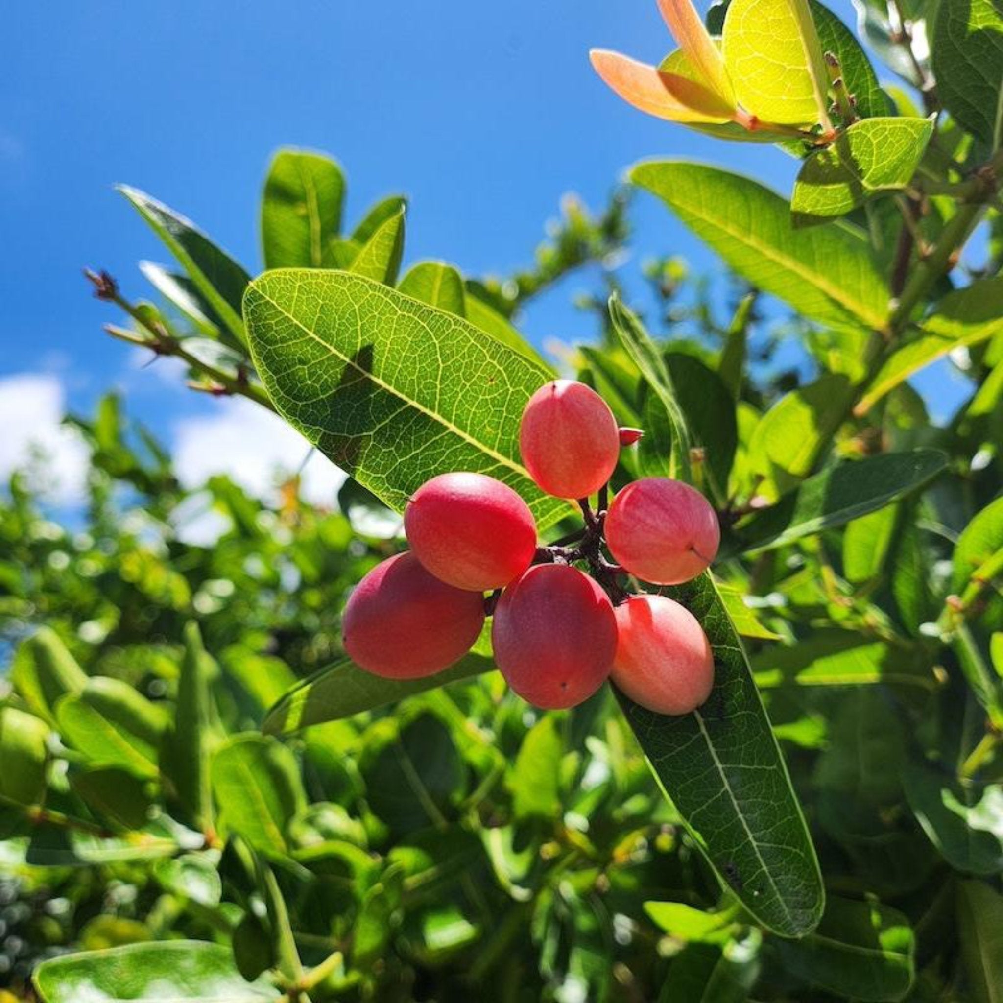 Miracle Fruit (Mucize Meyve)