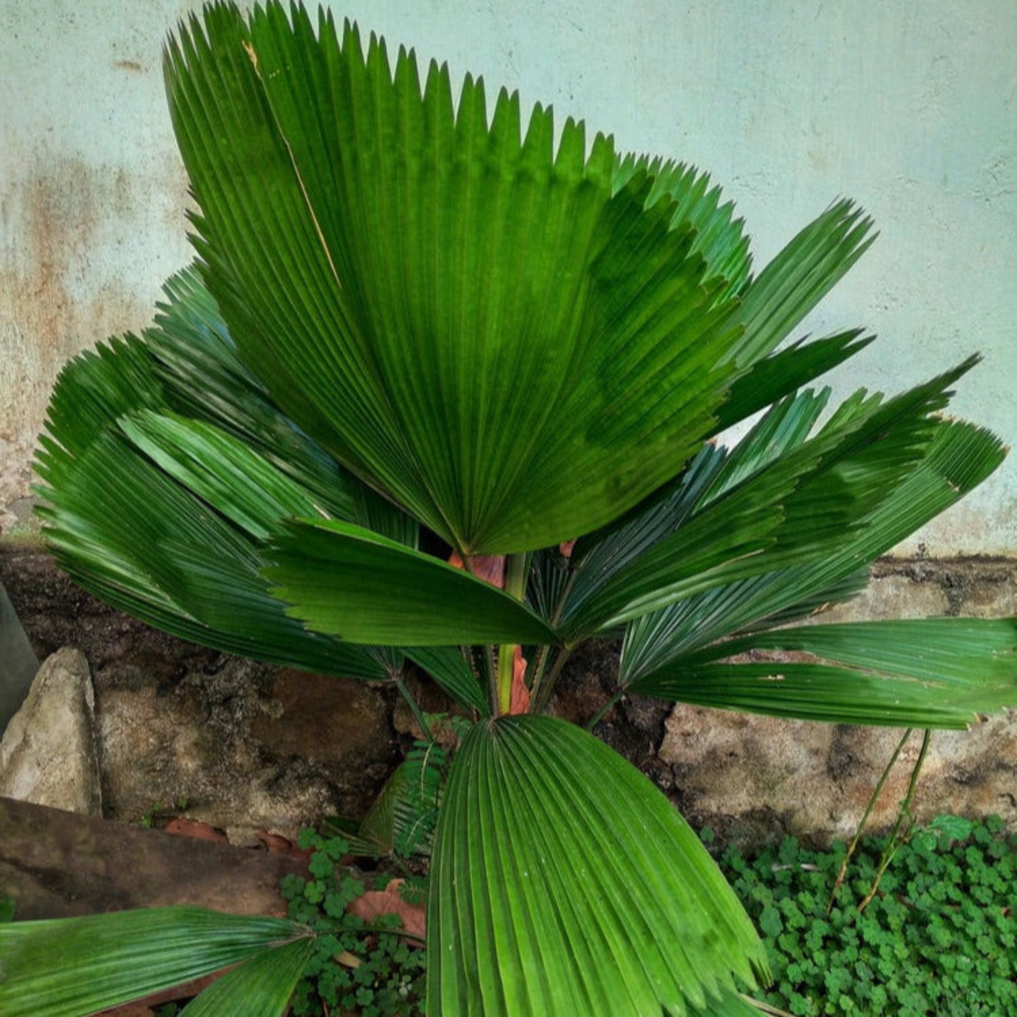 Ruffled Fan Palm (Kıvrımlı Yelpaze Palmiyesi)