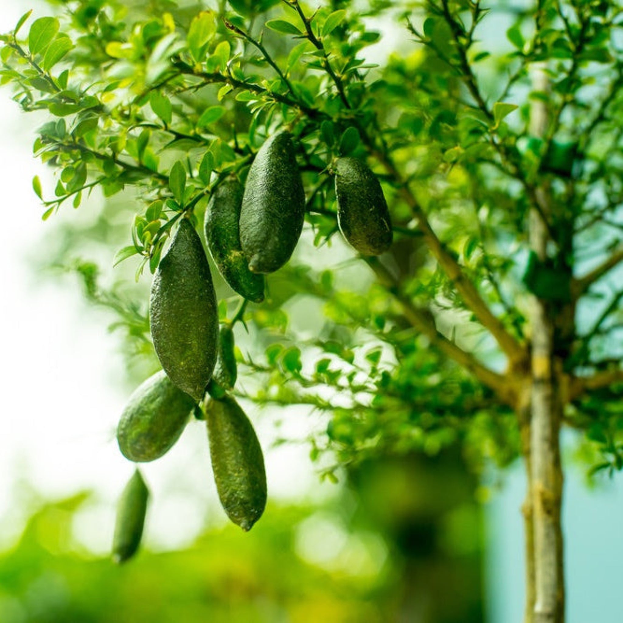Avustralya Parmak Limonu Ağacı
