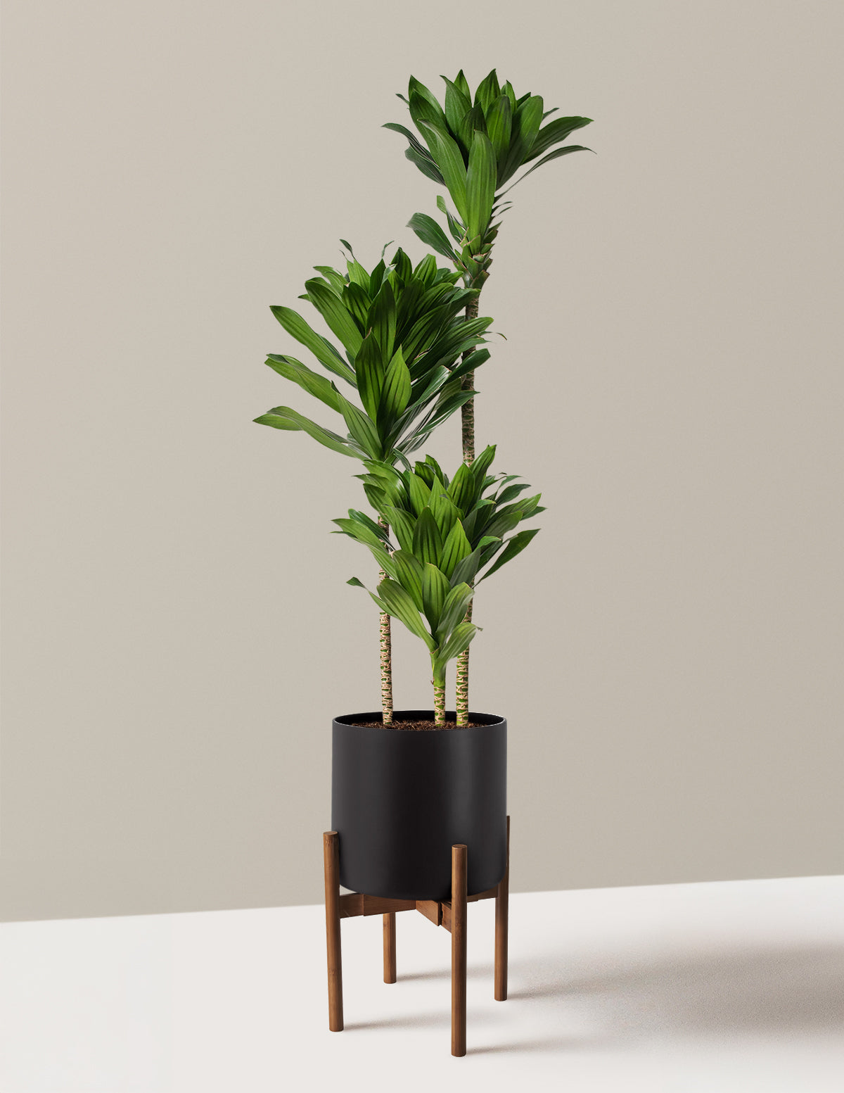 Büyük Dracaena Compacta Cane