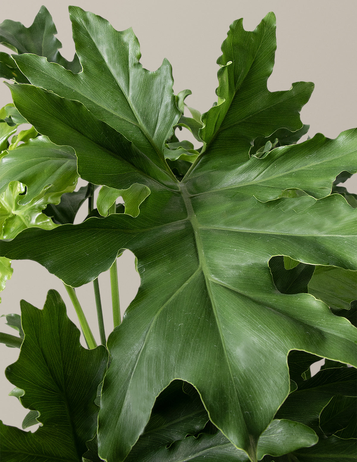 Büyük Philodendron Selloum Hope
