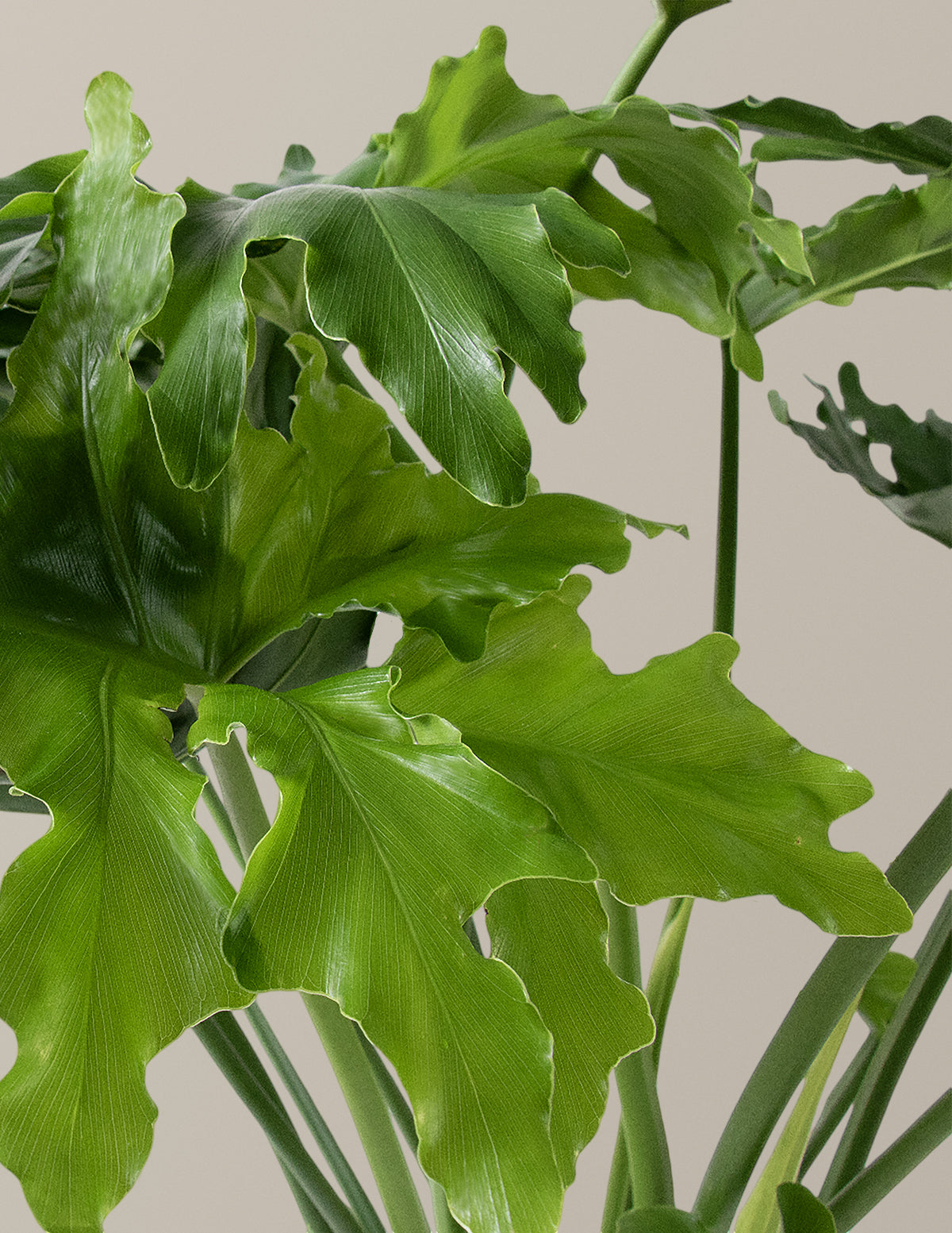 Büyük Philodendron Selloum Hope