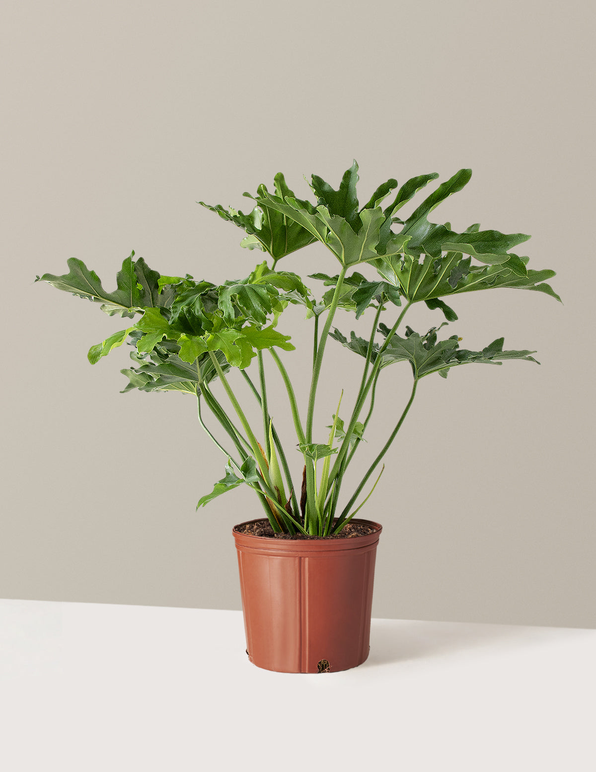 Büyük Philodendron Selloum Hope
