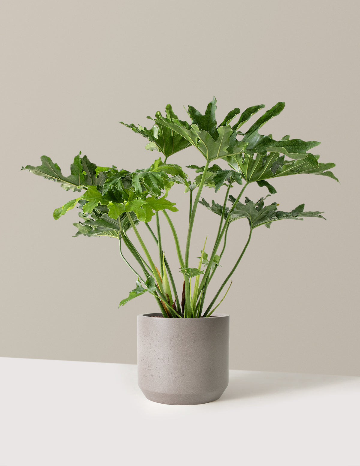 Büyük Philodendron Selloum Hope