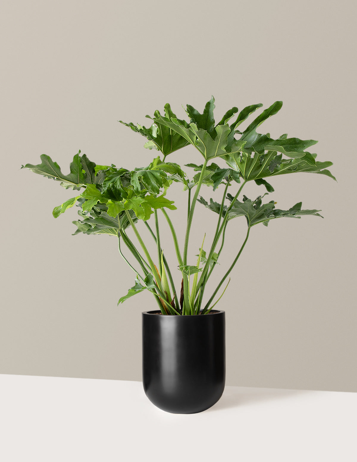Büyük Philodendron Selloum Hope