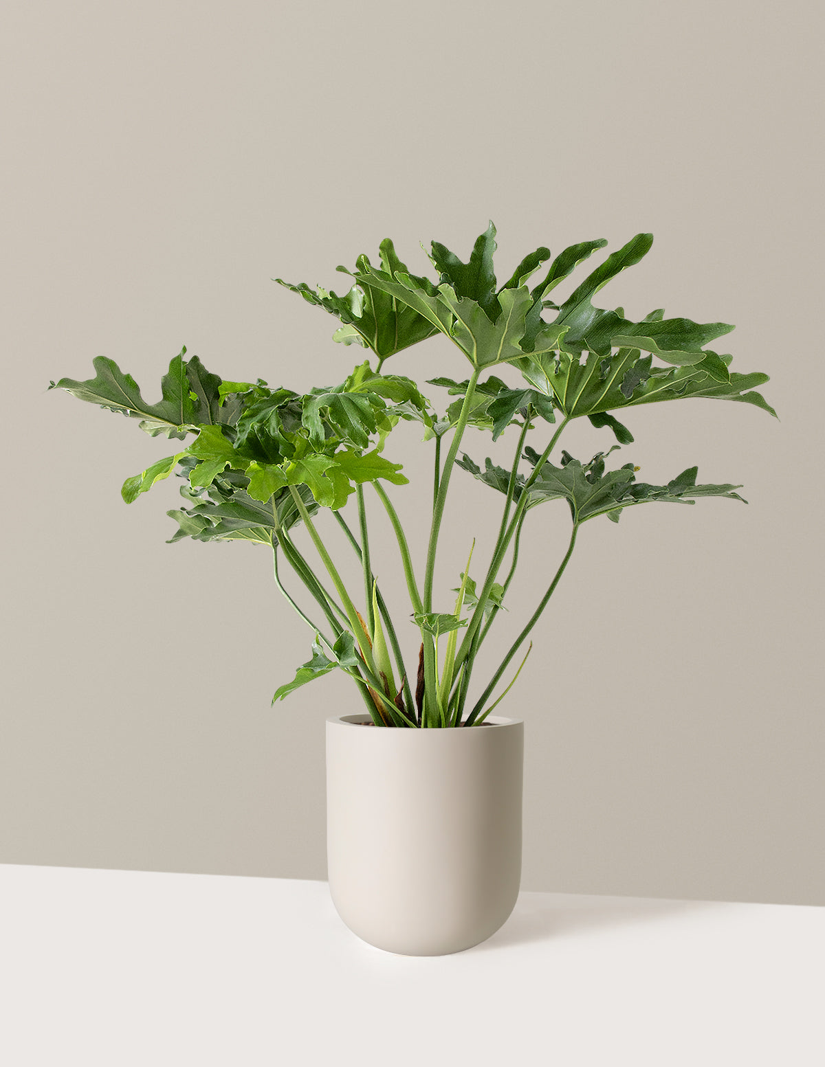Büyük Philodendron Selloum Hope