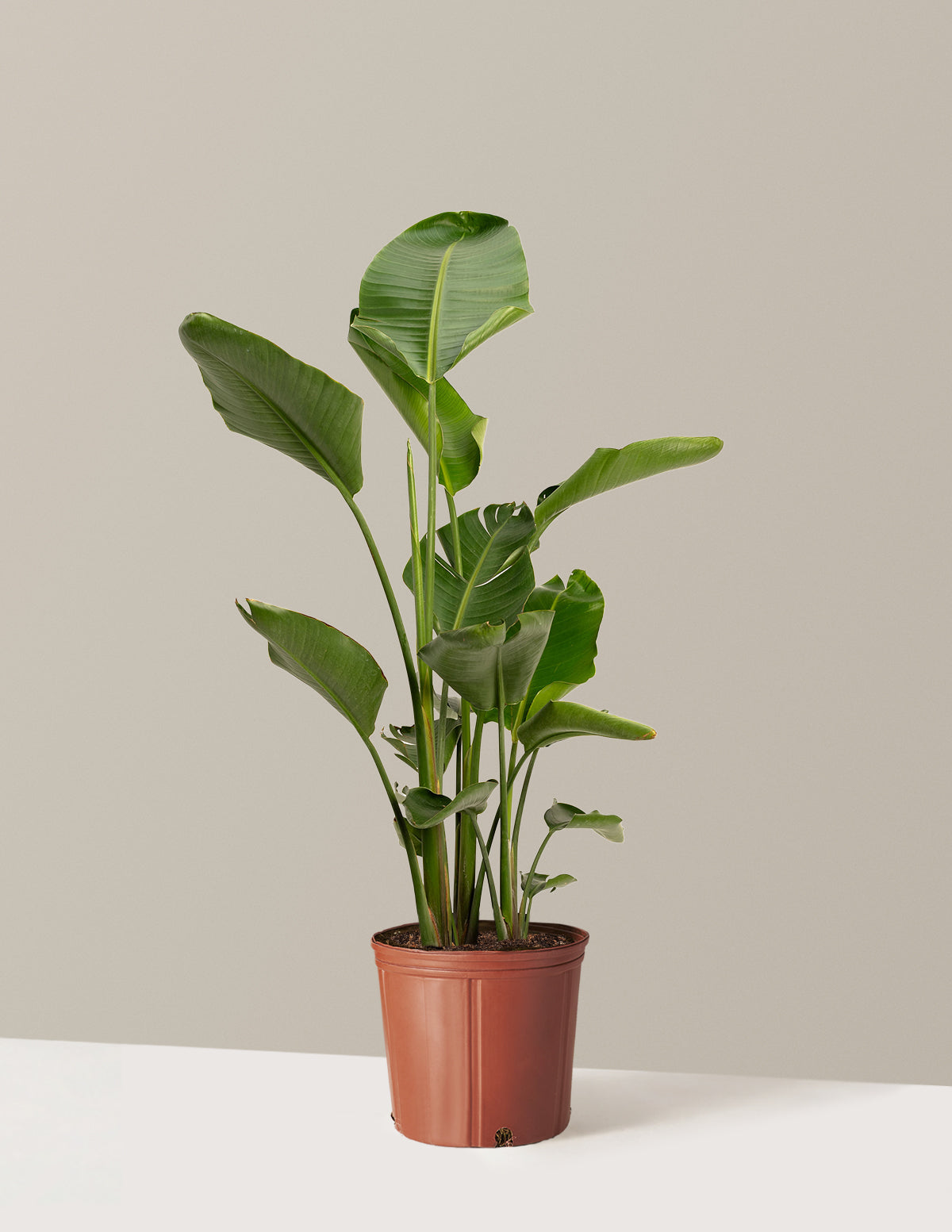 Cennet Kuşu Çiçeği (Strelitzia)