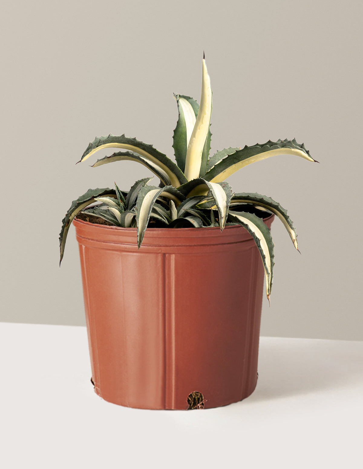 Agave Americana 'Mediopicta Alba'