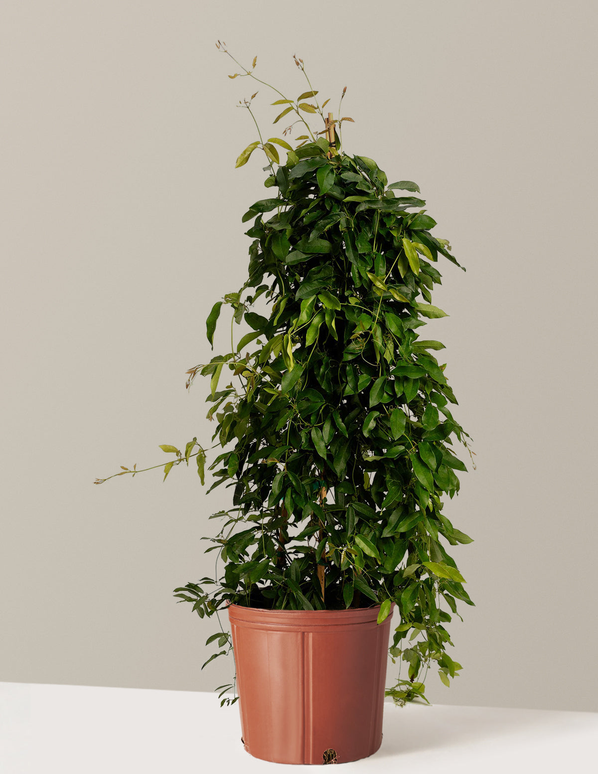 Tangerine Beauty Crossvine (Turuncu Trompet Sarmaşığı)