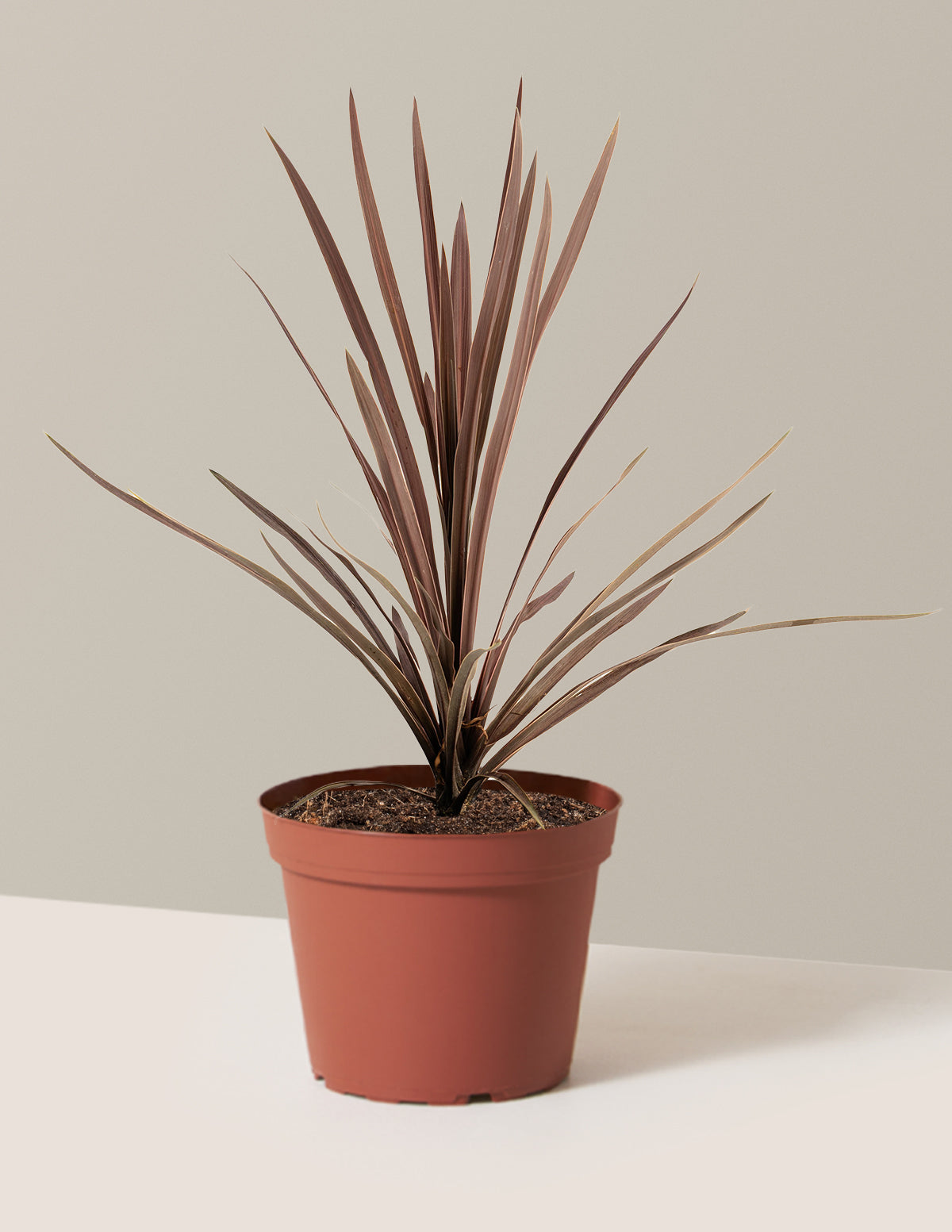 Bauer’s Cordyline