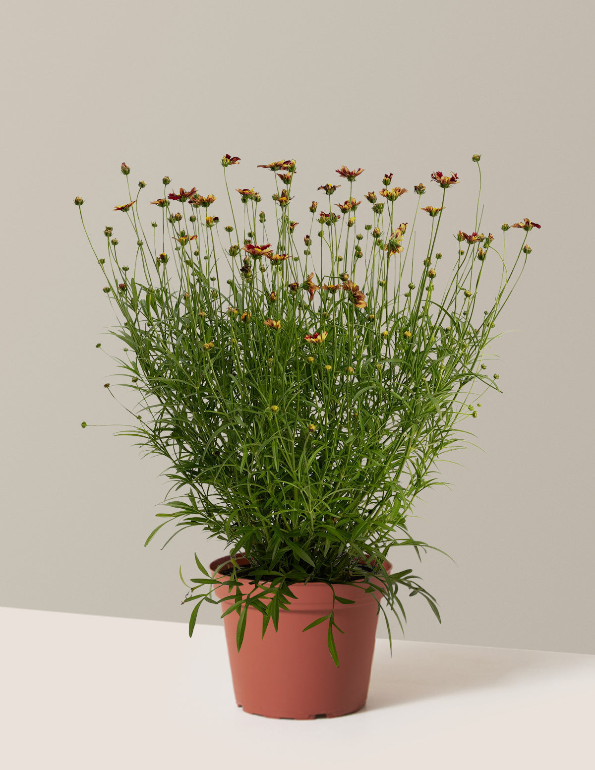 Li'l Bang™ Red Elf Coreopsis (Tırtıl Otu)