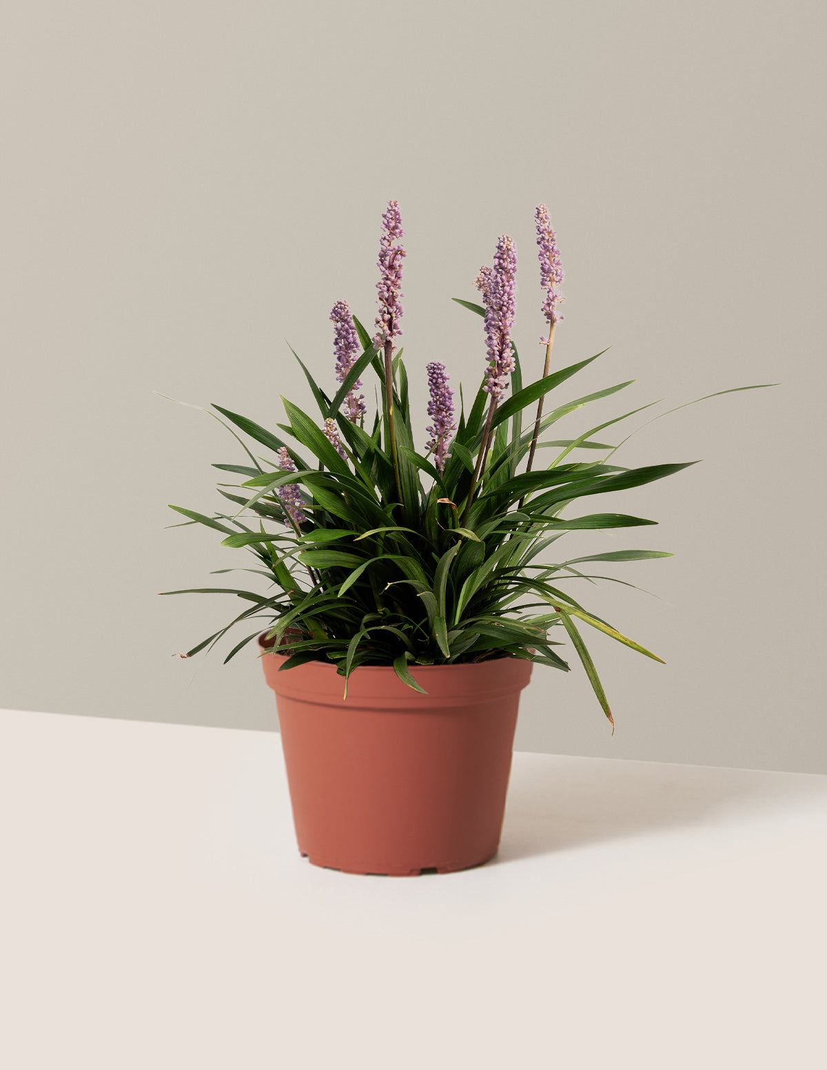 Purple Explosion™ Lilyturf (Liriope)