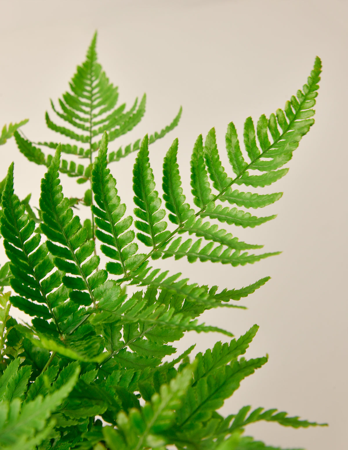Japon Kalkan Eğreltisi (Japanese Shield Fern)