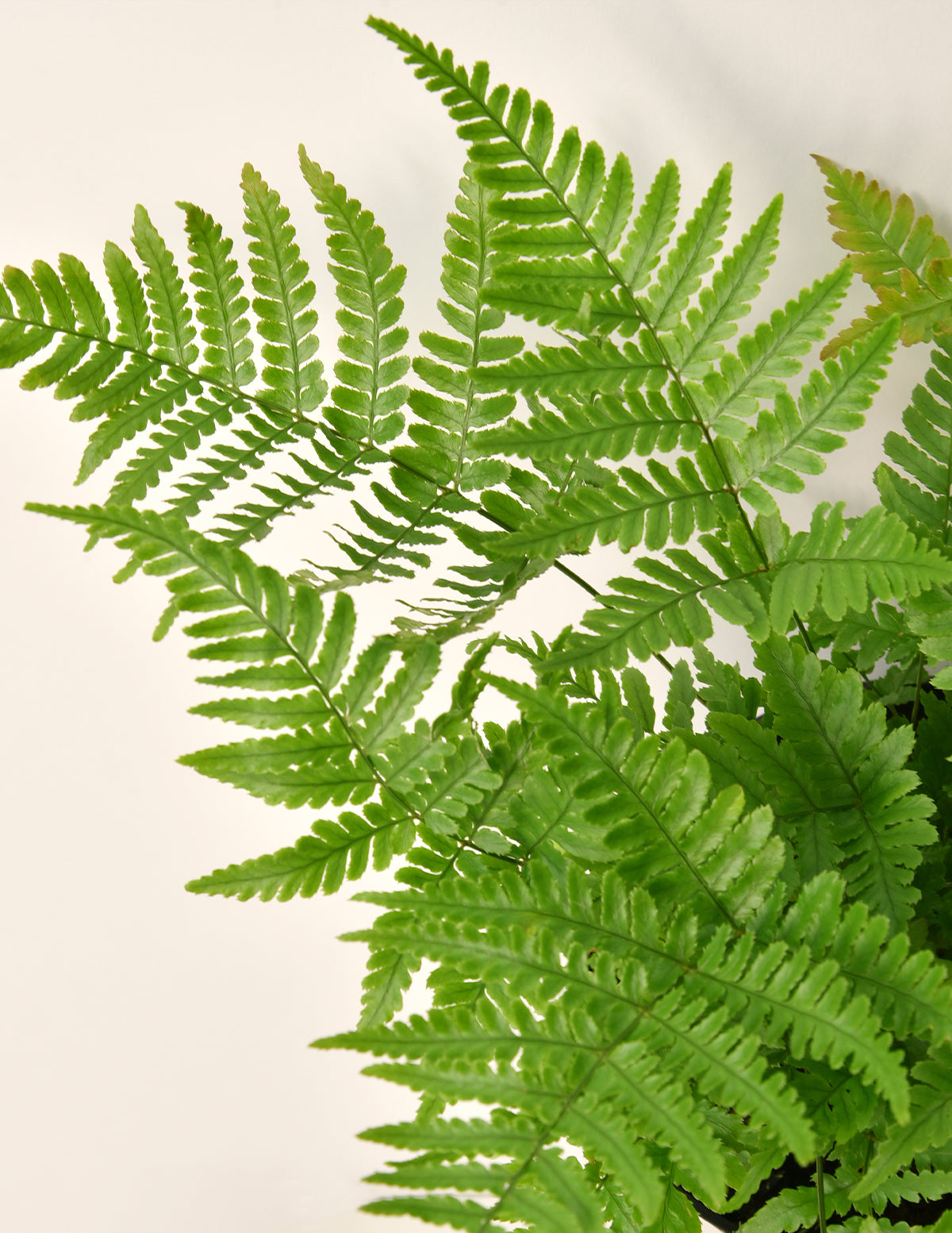 Japon Kalkan Eğreltisi (Japanese Shield Fern)