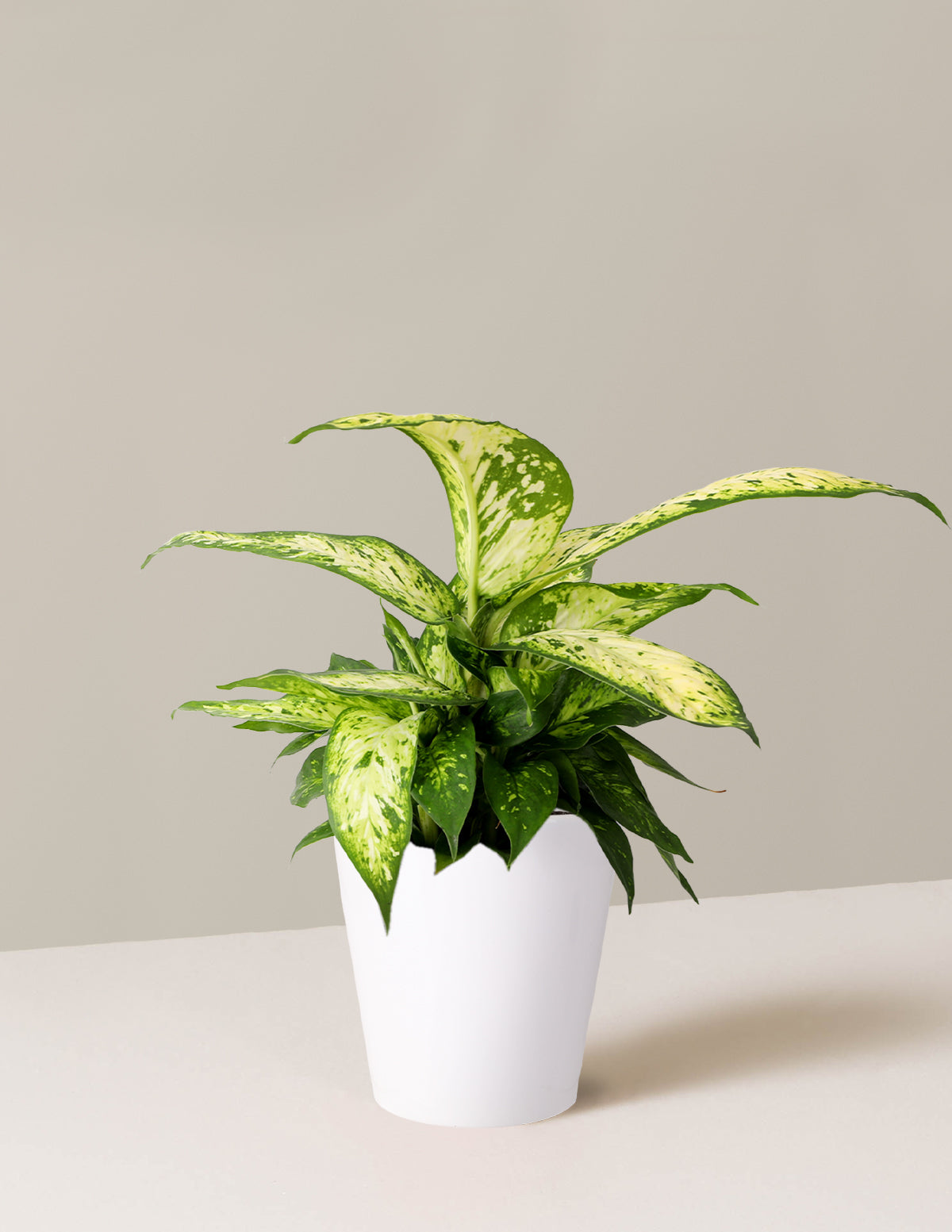 Dieffenbachia 'Star Bright'