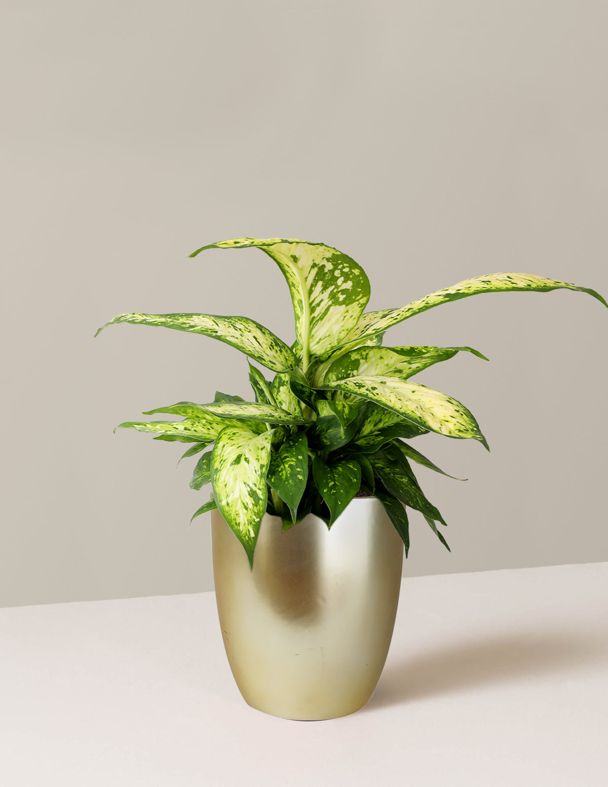 Dieffenbachia 'Star Bright'