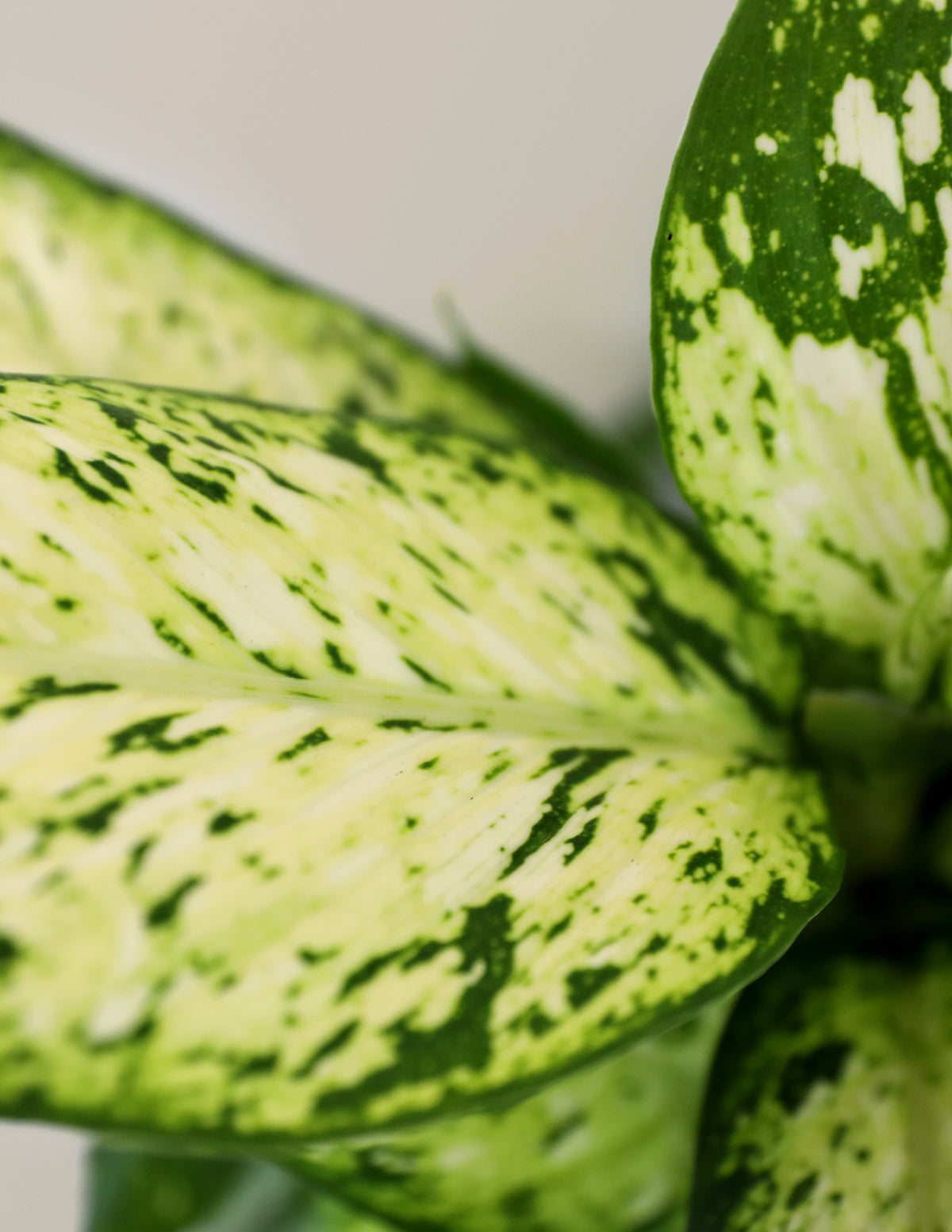 Dieffenbachia 'Star Bright'