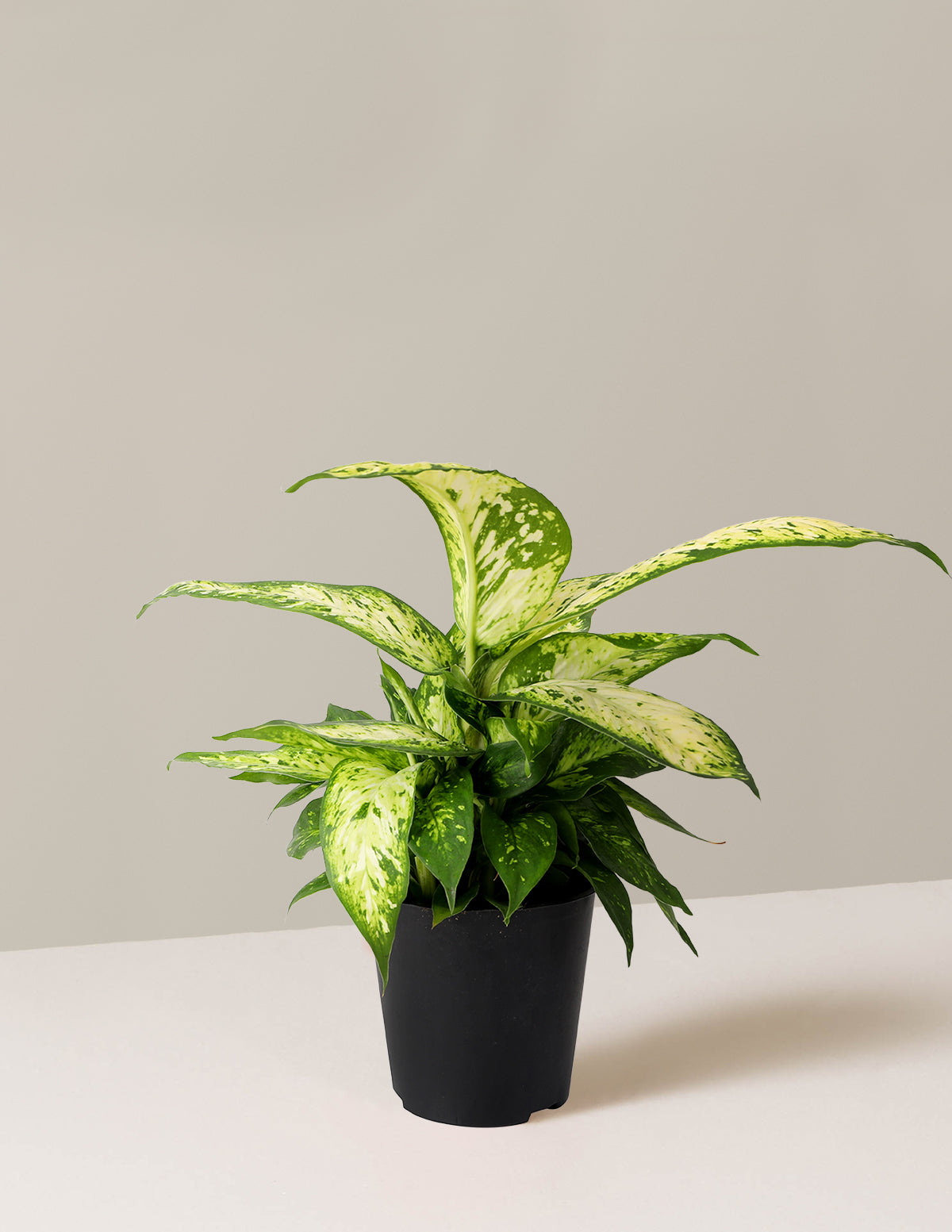 Dieffenbachia 'Star Bright'