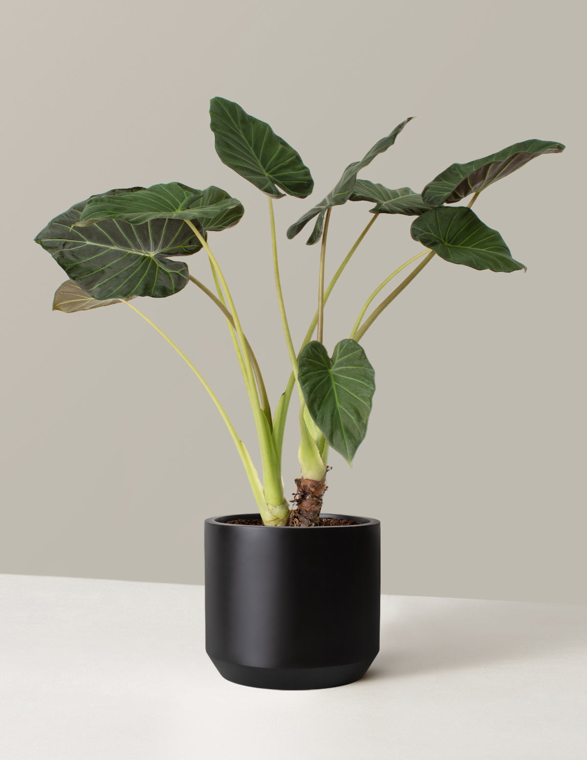 Büyük Alocasia Regal Shield