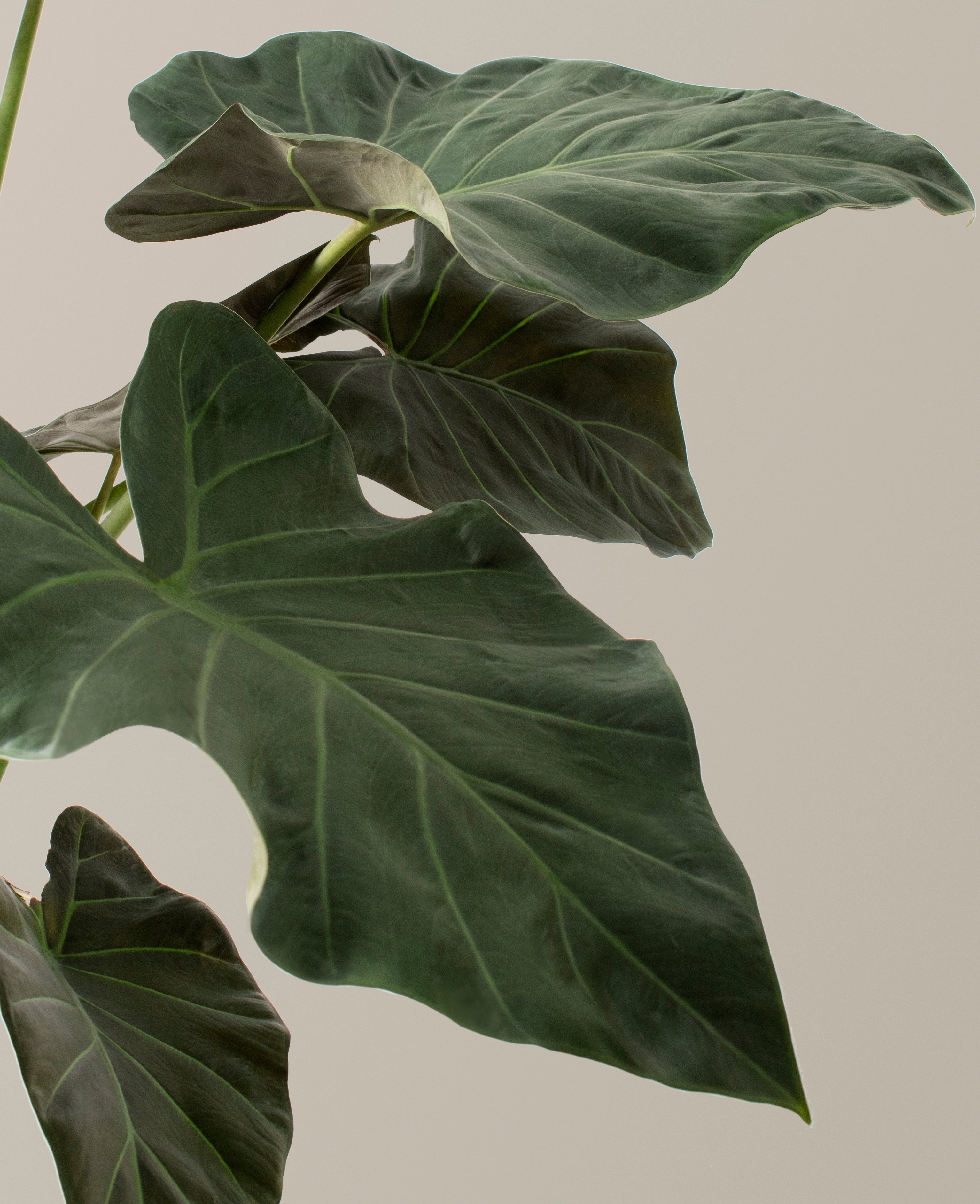 Büyük Alocasia Regal Shield