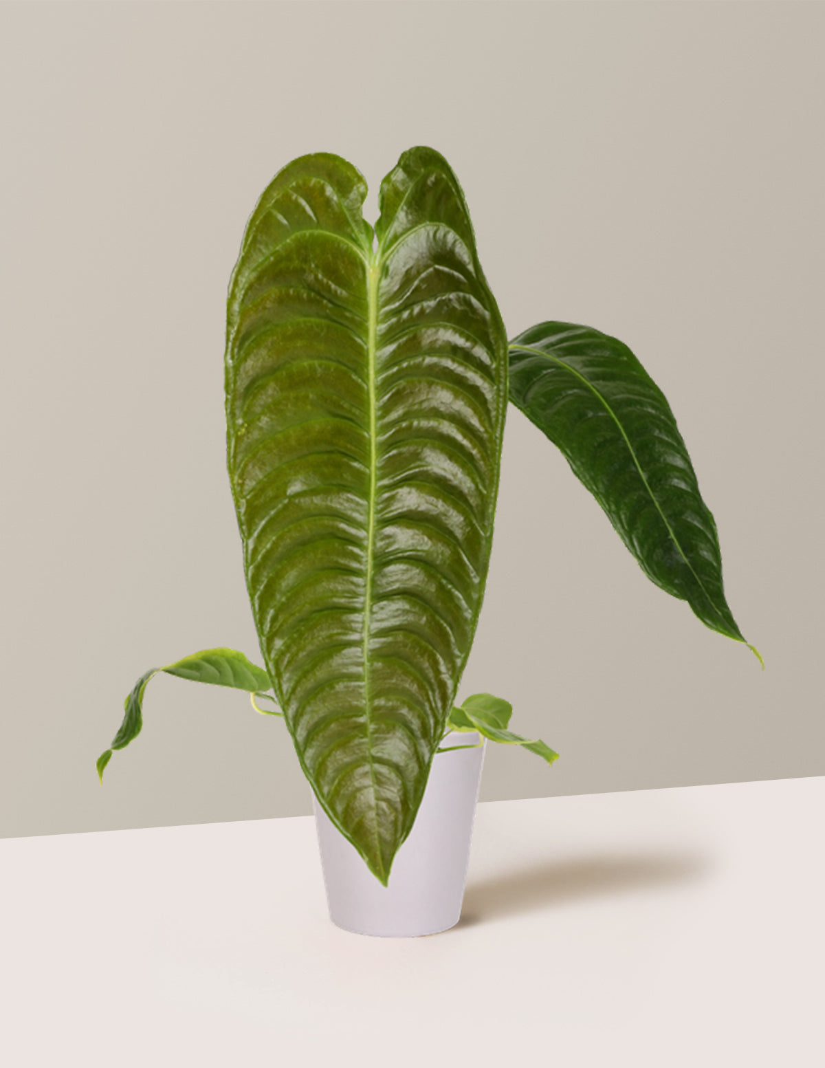 Anthurium Veitchii