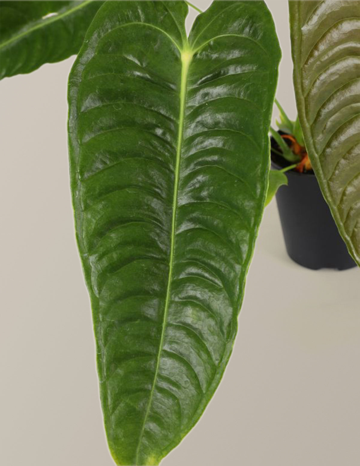 Anthurium Veitchii