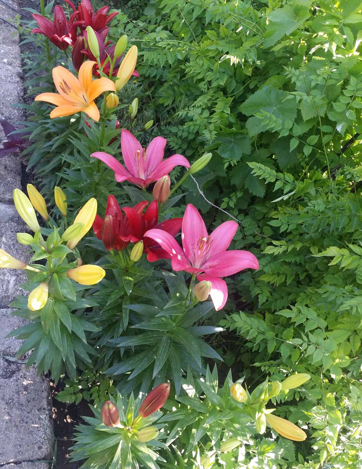 Asya Zambağı (Asiatic Lily) Soğan Karışımı