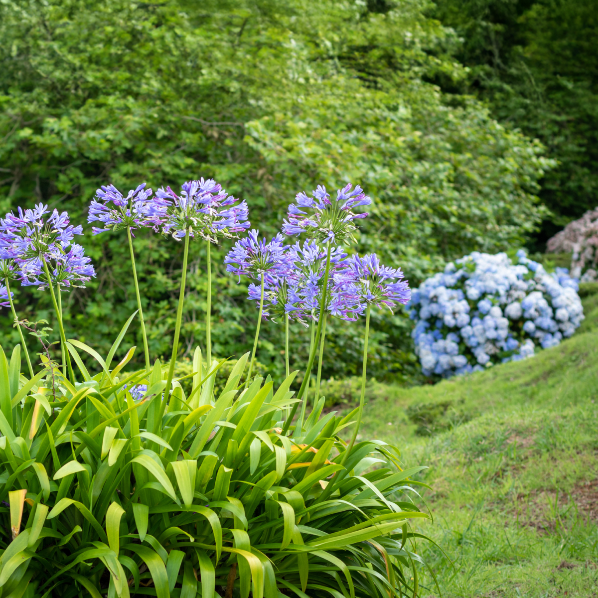 Baby Pete™ Agapanthus (Afrika Zambağı)