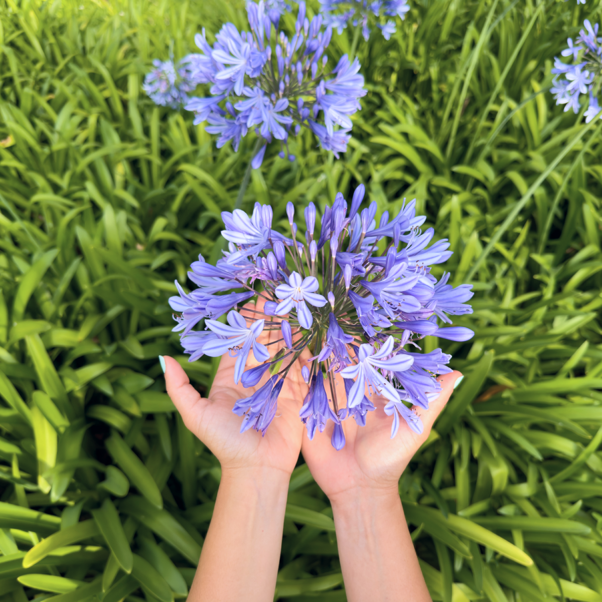 Baby Pete™ Agapanthus (Afrika Zambağı)