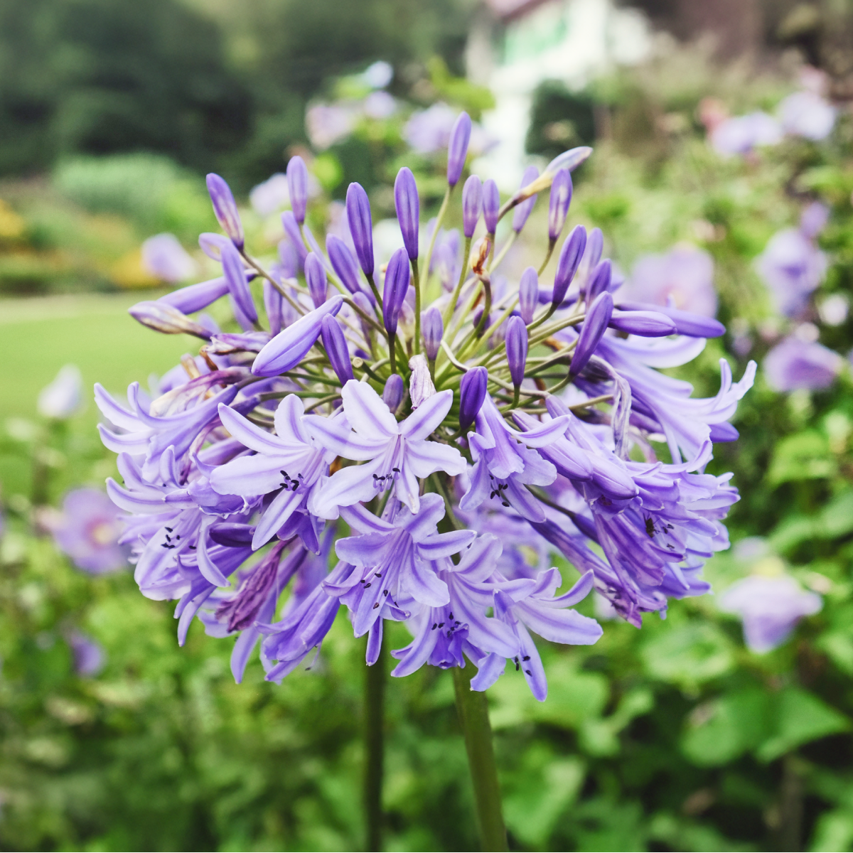 Baby Pete™ Agapanthus (Afrika Zambağı)