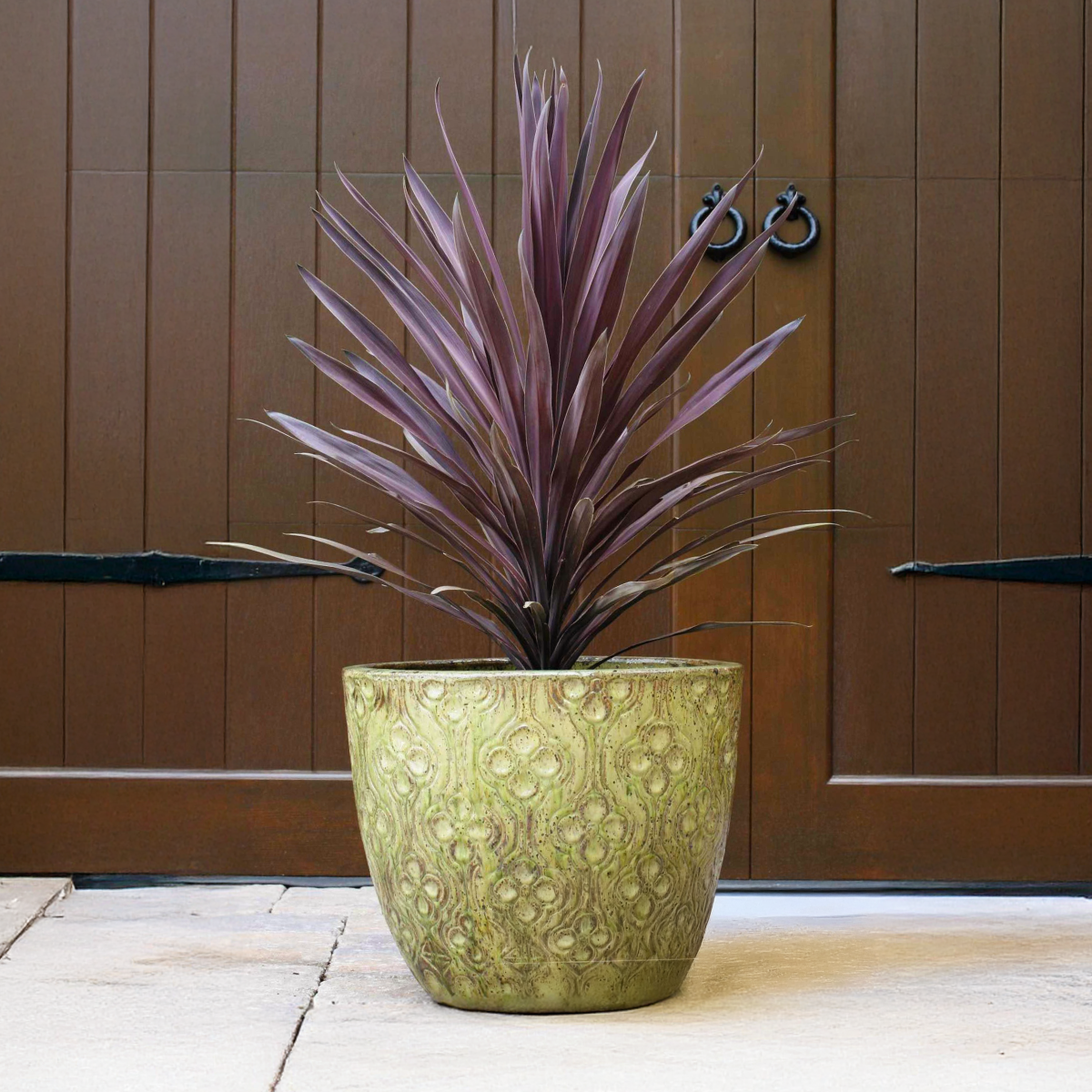 Bauer’s Cordyline