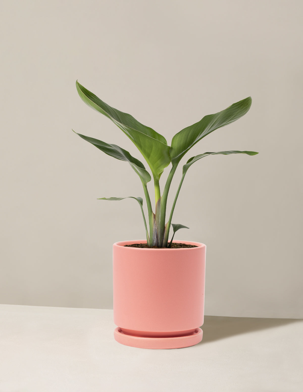 Cennet Kuşu Çiçeği (Strelitzia)