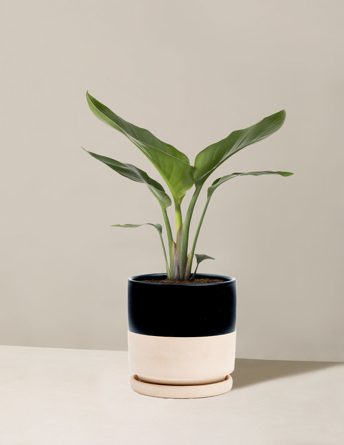 Cennet Kuşu Çiçeği (Strelitzia)