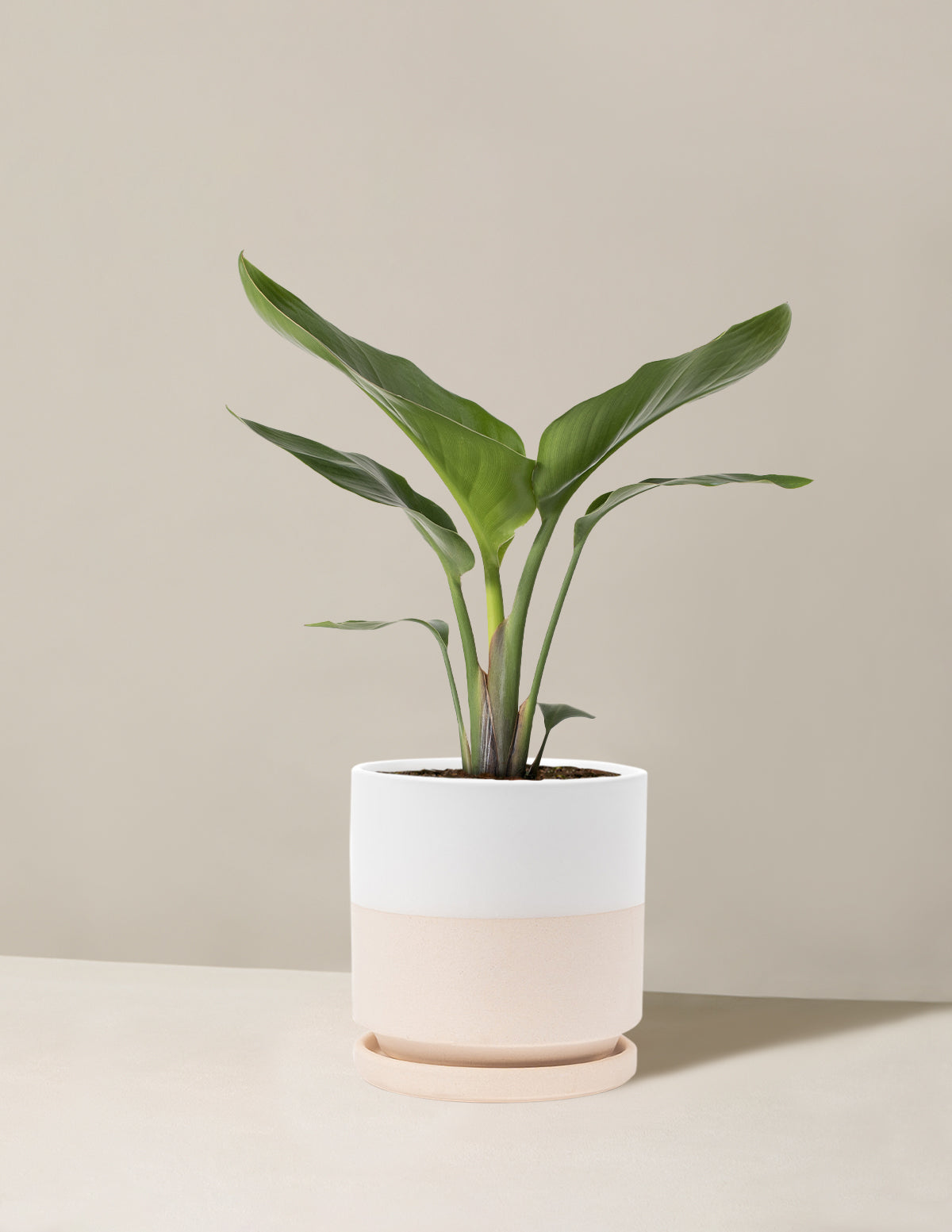 Cennet Kuşu Çiçeği (Strelitzia)