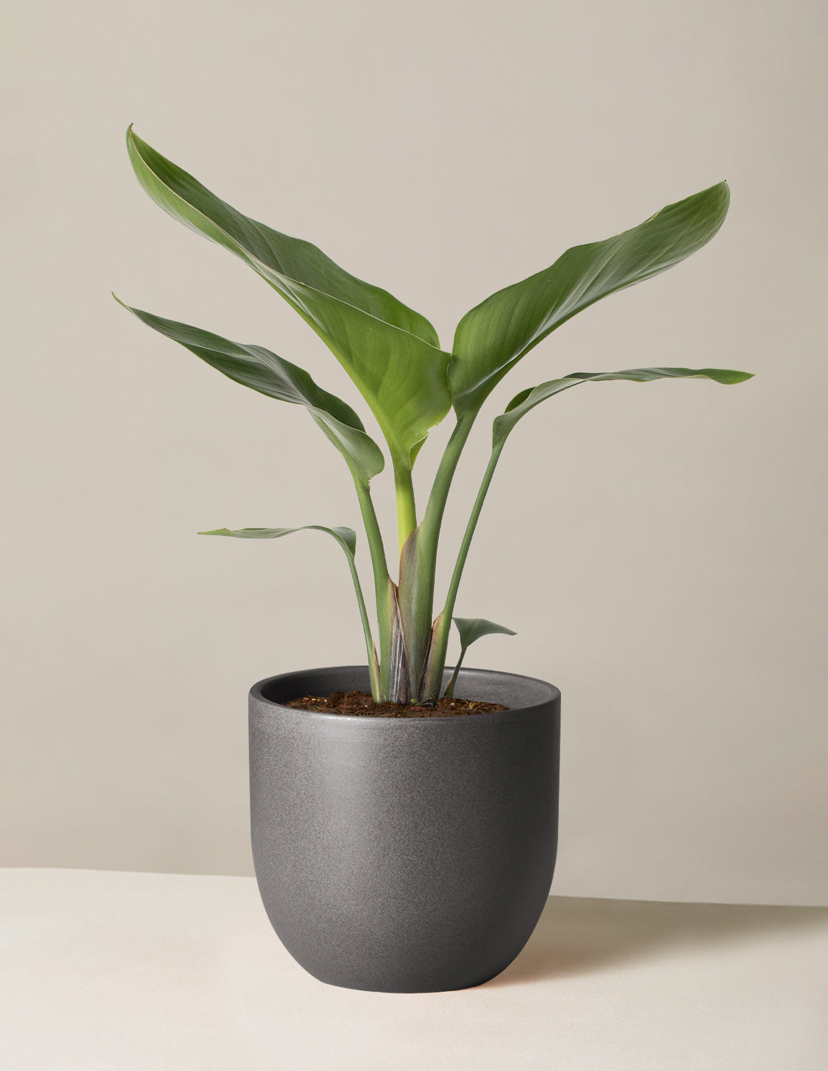 Cennet Kuşu Çiçeği (Strelitzia)