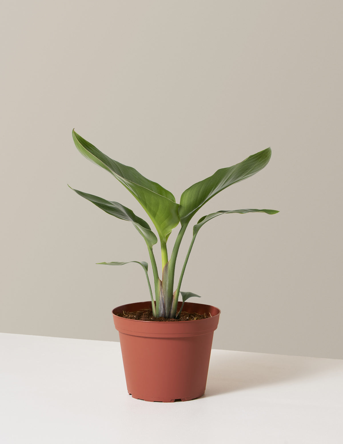 Cennet Kuşu Çiçeği (Strelitzia)