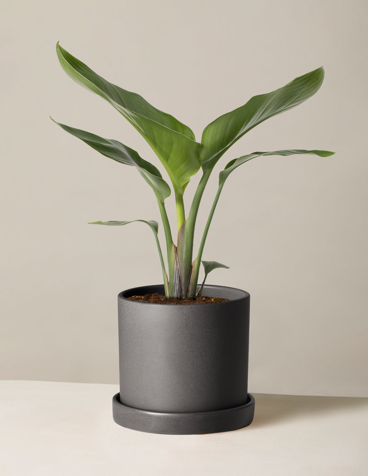 Cennet Kuşu Çiçeği (Strelitzia)