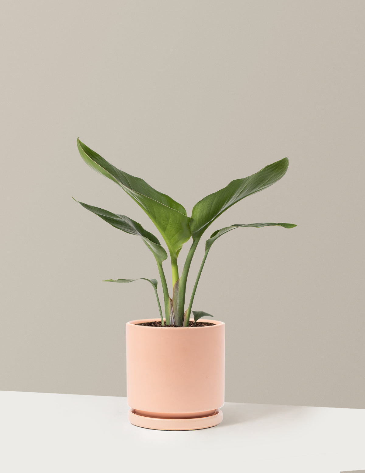 Cennet Kuşu Çiçeği (Strelitzia)