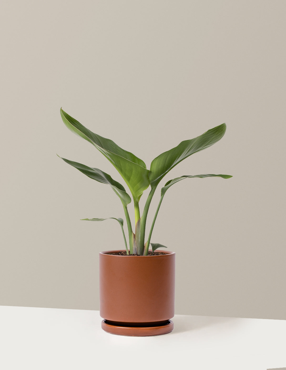 Cennet Kuşu Çiçeği (Strelitzia)