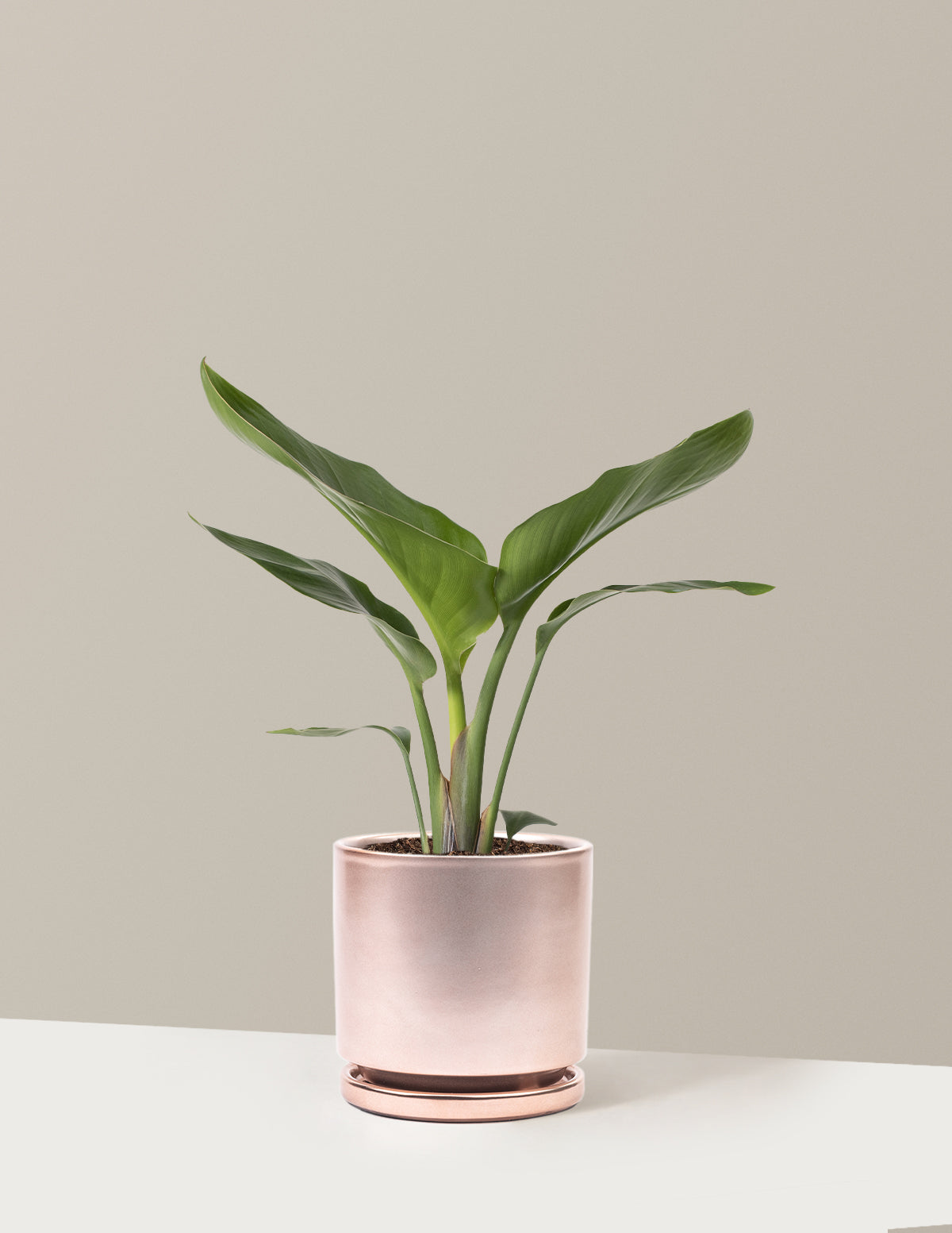 Cennet Kuşu Çiçeği (Strelitzia)