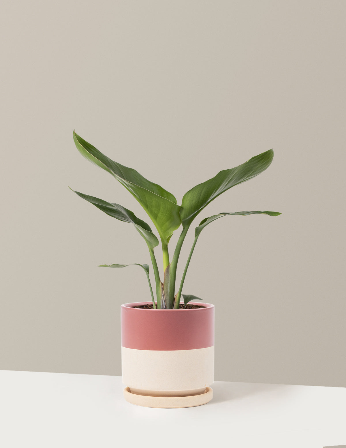 Cennet Kuşu Çiçeği (Strelitzia)