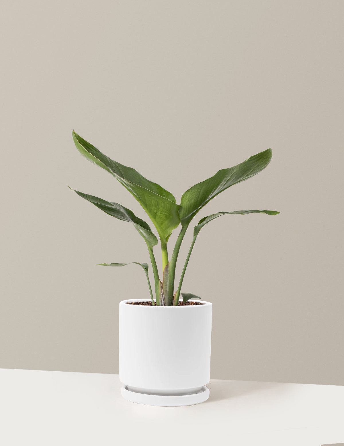 Cennet Kuşu Çiçeği (Strelitzia)