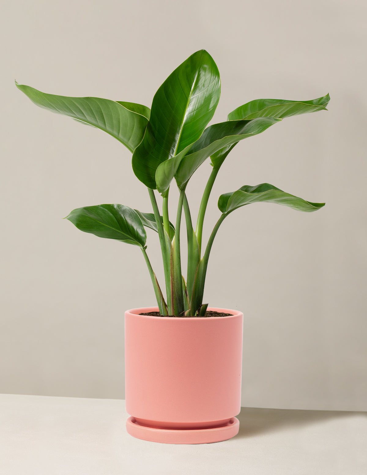 Cennet Kuşu Çiçeği (Strelitzia)