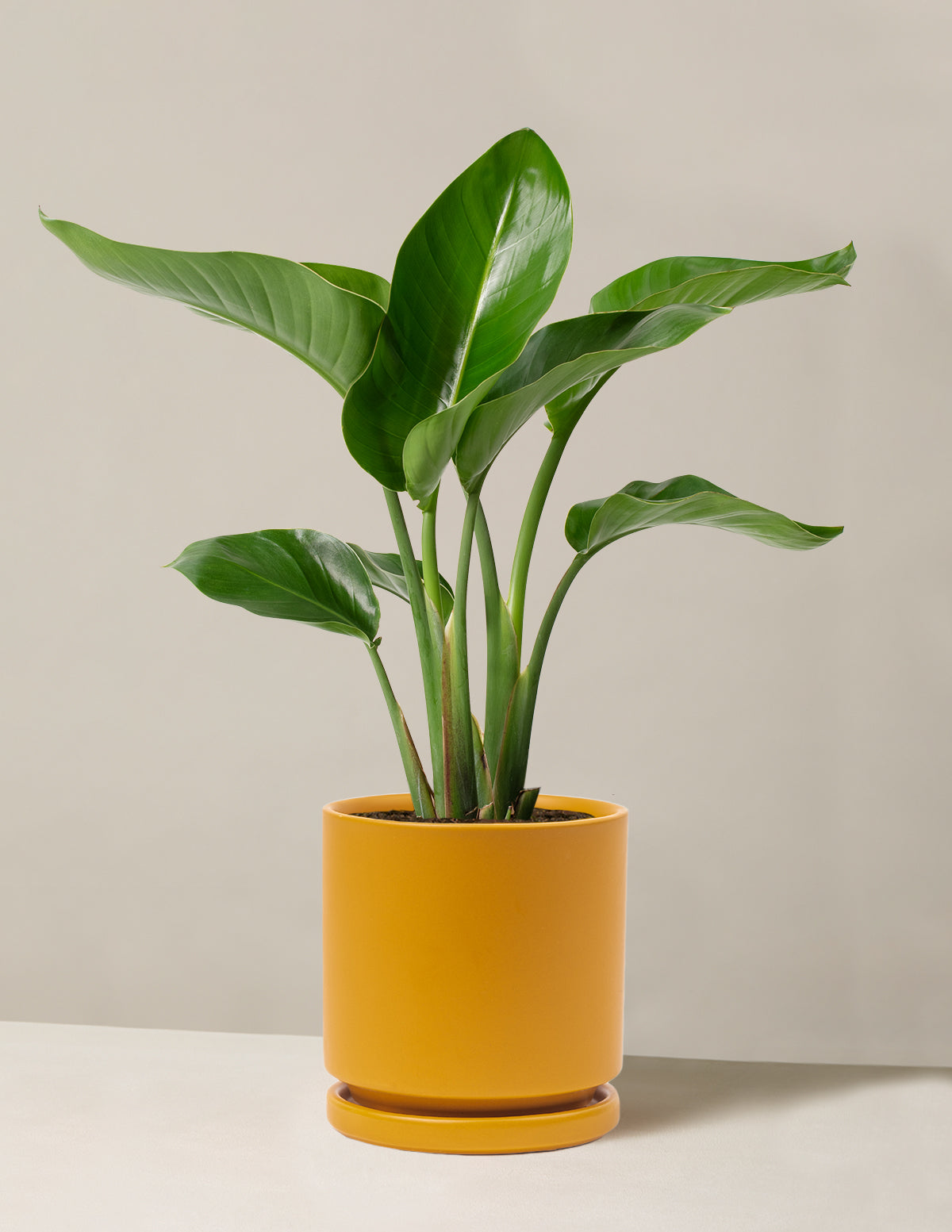 Cennet Kuşu Çiçeği (Strelitzia)