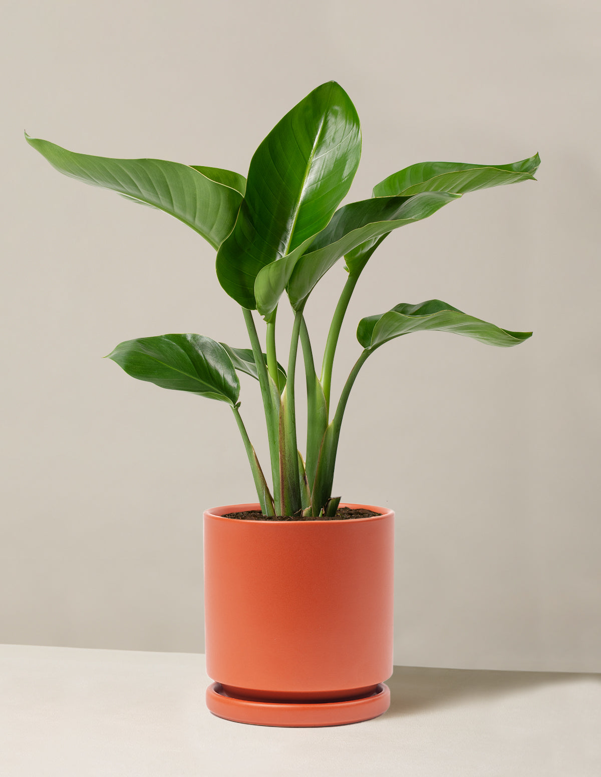 Cennet Kuşu Çiçeği (Strelitzia)